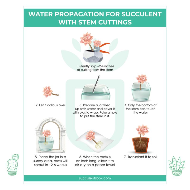 Water Propagation from stem cutting