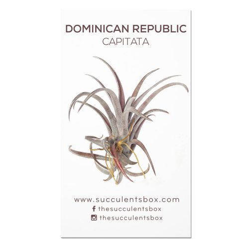 Web DominicanRepublic