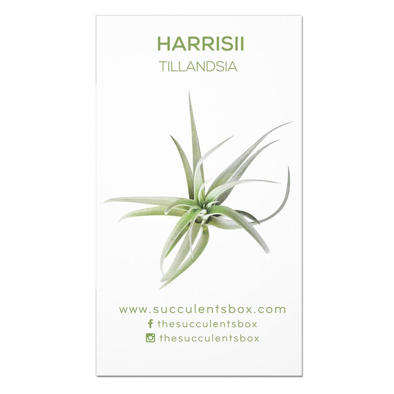 Succulent ID Cards for sale, Airplant ID Cards for sale, Succulent Care Cards, ID Cards for Specific Succulents, Identifying Types of Succulents, Types of Succulent Plants, How to identify Types of succulents, Succulents Gift Ideas, How to care for Types of Succulents