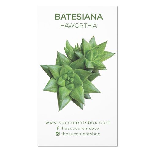 Succulent ID Cards for sale, Airplant ID Cards for sale, Succulent Care Cards, ID Cards for Specific Succulents, Identifying Types of Succulents, Types of Succulent Plants, How to identify Types of succulents, Succulents Gift Ideas, How to care for Types of Succulents. indoor succulents.