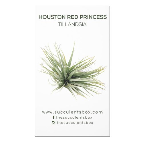 Web HoustonRedPrincess