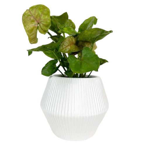 WhiteCeramicBowlPlanter1