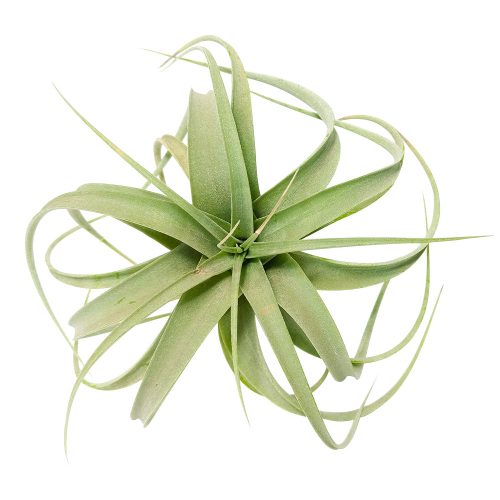 tillandsia xerographica, xerographica air plant, xerographica care, xerographica air plant care, xerographic copy paper, xerographic definition, xerographica bloom, xerographica flower