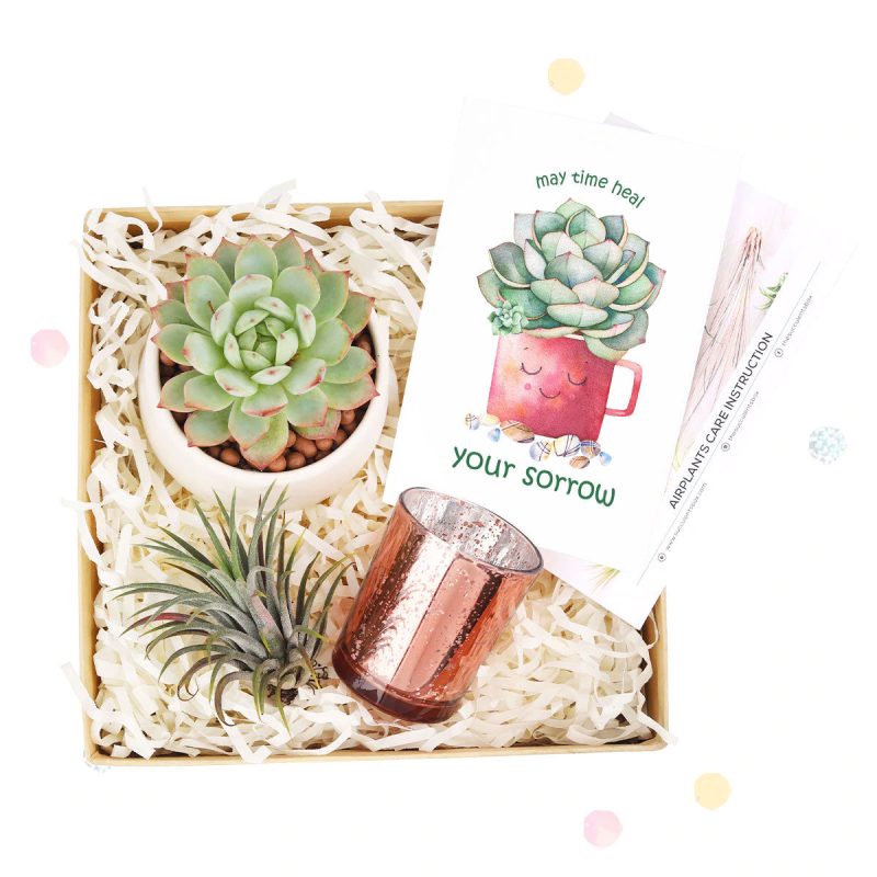 Thank you gift for your staff in 2023, Customizable Gift Boxes for employees and clients, Office gift for employees, Employee appreciation day 2023 ideas, Succulent Plants for Clients & Employees for sale