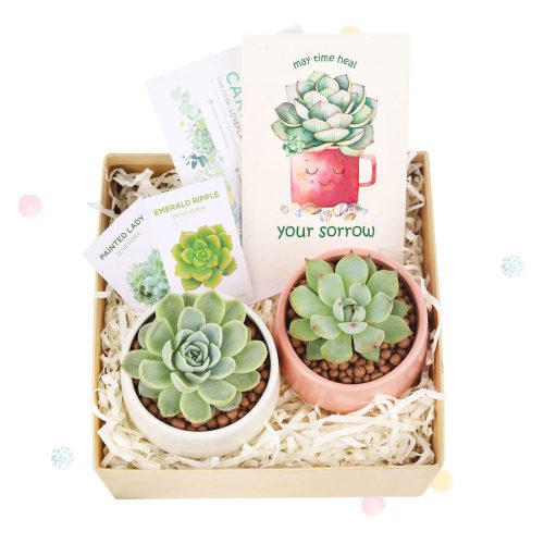 Office gift for employees, Employee appreciation day 2023 ideas, Succulent Plants for Clients & Employees for sale, Corporate Gift Succulents For Sale Online, Succulent Thank You Gift Ideas, Thank you gift for your staff in 2023, Customizable Gift Boxes for employees and clients, EcoFriendly Succulent Gift Box for Employee