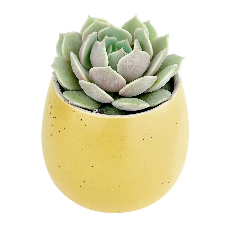 Yellow pot 4