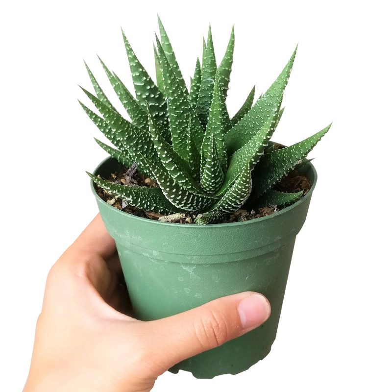 Haworthia zebra plant for sale, Succulents, how to grow succulents, succulent care tips, succulents garden, succulent subscription, succulent plant, succulents shop in California, cactus, Haworthia zebra plant in California, How to grow Haworthia zebra plant. indoor succulents