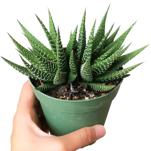 Haworthia zebra plant for sale, Succulents, how to grow succulents, succulent care tips, succulents garden, succulent subscription, succulent plant, succulents shop in California, cactus, Haworthia zebra plant in California, How to grow Haworthia zebra plant. indoor succulents