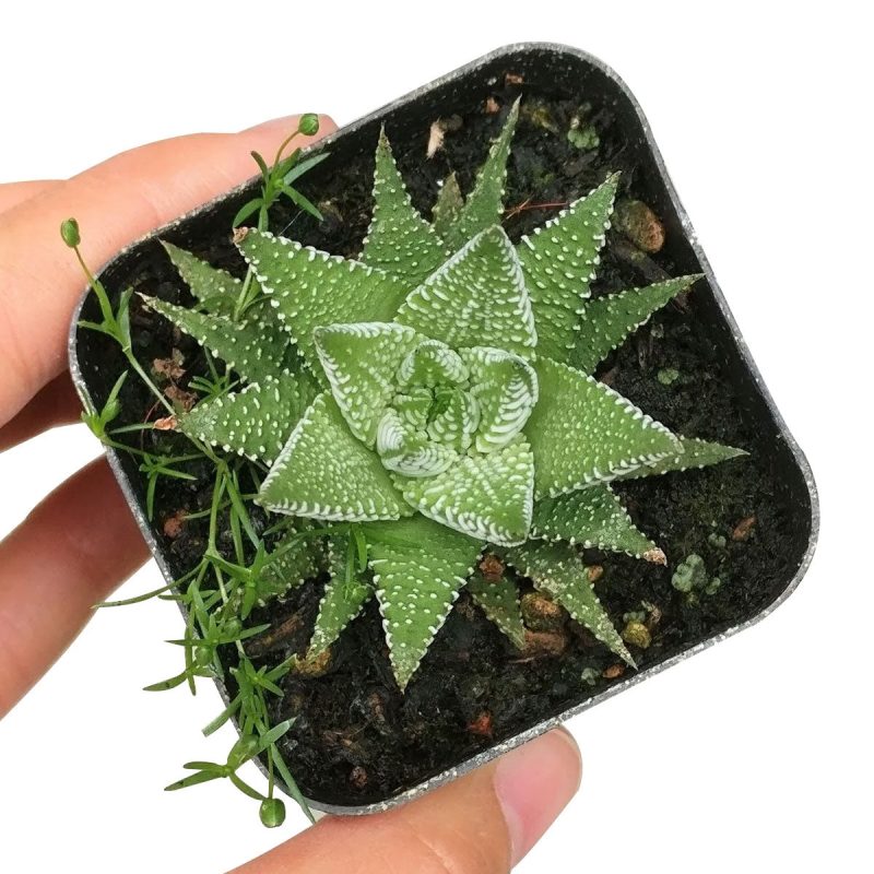 Haworthia zebra plant for sale, Succulents, how to grow succulents, succulent care tips, succulents garden, succulent subscription, succulent plant, succulents shop in California, cactus, Haworthia zebra plant in California, How to grow Haworthia zebra plant. indoor succulents