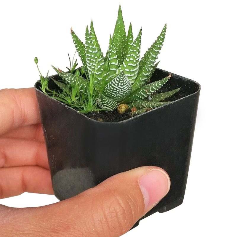 Haworthia zebra plant for sale, Succulents, how to grow succulents, succulent care tips, succulents garden, succulent subscription, succulent plant, succulents shop in California, cactus, Haworthia zebra plant in California, How to grow Haworthia zebra plant. indoor succulents