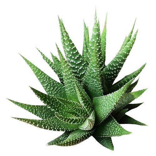 Haworthia zebra plant for sale, Succulents, how to grow succulents, succulent care tips, succulents garden, succulent subscription, succulent plant, succulents shop in California, cactus, Haworthia zebra plant in California, How to grow Haworthia zebra plant. indoor succulents