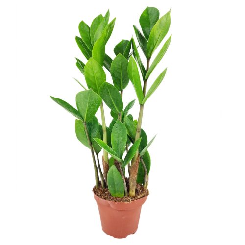 ZZPlant ZamioculcasZamiifolia 2