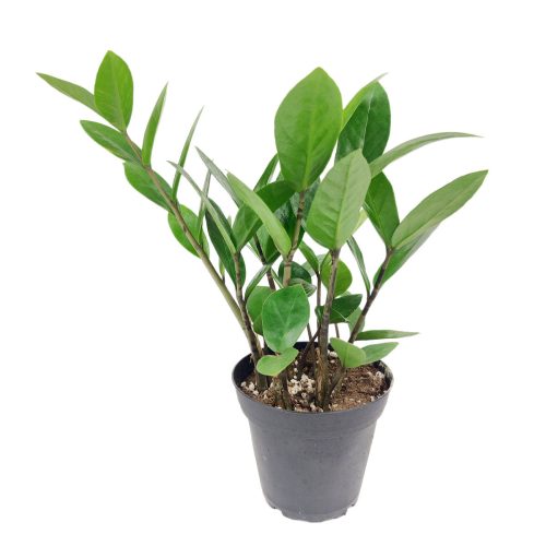 Zamia 3