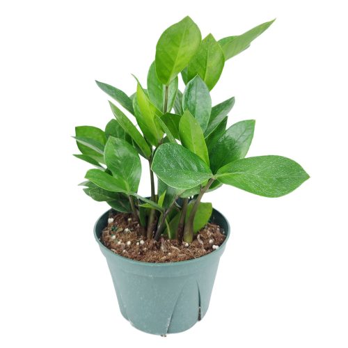 Zamia 4