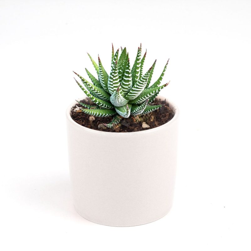 haworthia zebra succulent plant care, how to care for a zebra haworthia, succulent haworthia zebra, zebra haworthia watering, haworthia zebra cactus