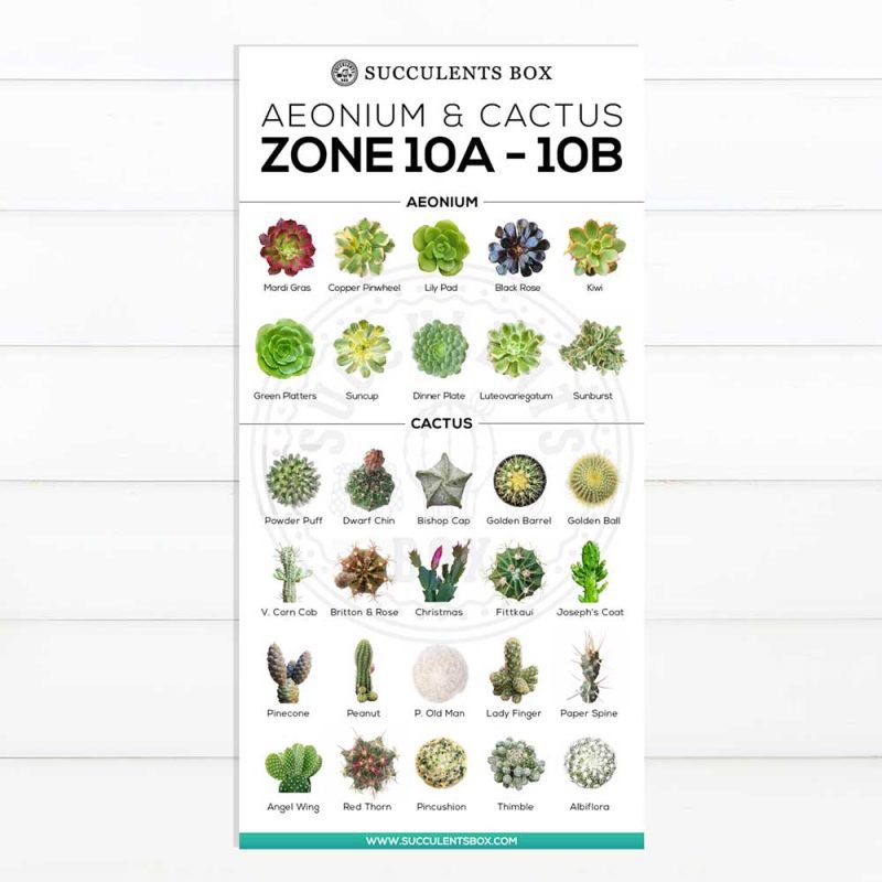 Zone 10