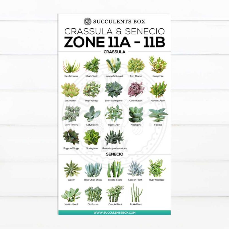 best succulent image, collection of Printable Succulents Art, digital printable succulent, choosing succulent for zone, Succulent designs Zone, Succulents Hardiness Zone, Printable Arts: Types of Succulent Zones for sale, Succulent Printable, succulent printable selection, succulent decor idea, succulent gift, succulent art