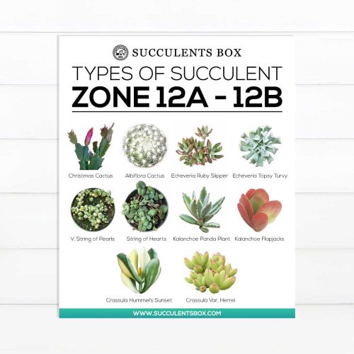 best succulent image, collection of Printable Succulents Art, digital printable succulent, choosing succulent for zone, Succulent designs Zone, Succulents Hardiness Zone, Printable Arts: Types of Succulent Zones for sale, Succulent Printable, succulent printable selection, succulent decor idea, succulent gift, succulent art