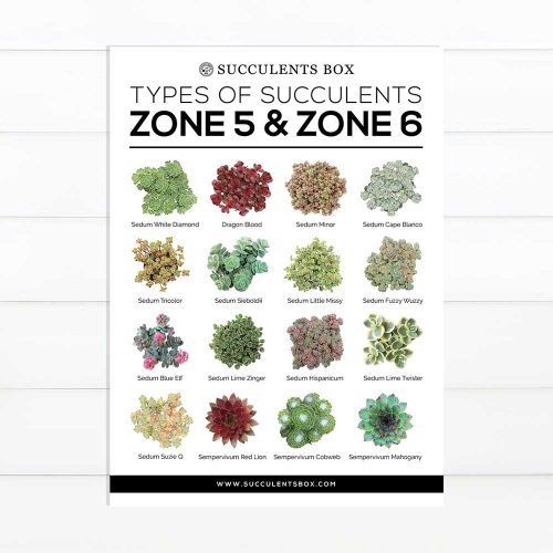 best succulent image, collection of Printable Succulents Art, digital printable succulent, choosing succulent for zone, Succulent designs Zone, Succulents Hardiness Zone, Printable Arts: Types of Succulent Zones for sale, Succulent Printable, succulent printable selection, succulent decor idea, succulent gift, succulent art