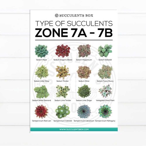 choosing succulent for zone, Succulent designs Zone, Succulents Hardiness Zone, best succulent image, collection of Printable Succulents Art, digital printable succulent, Printable Arts: Types of Succulent Zones for sale, Succulent Printable, succulent printable selection, succulent decor idea, succulent gift, succulent art