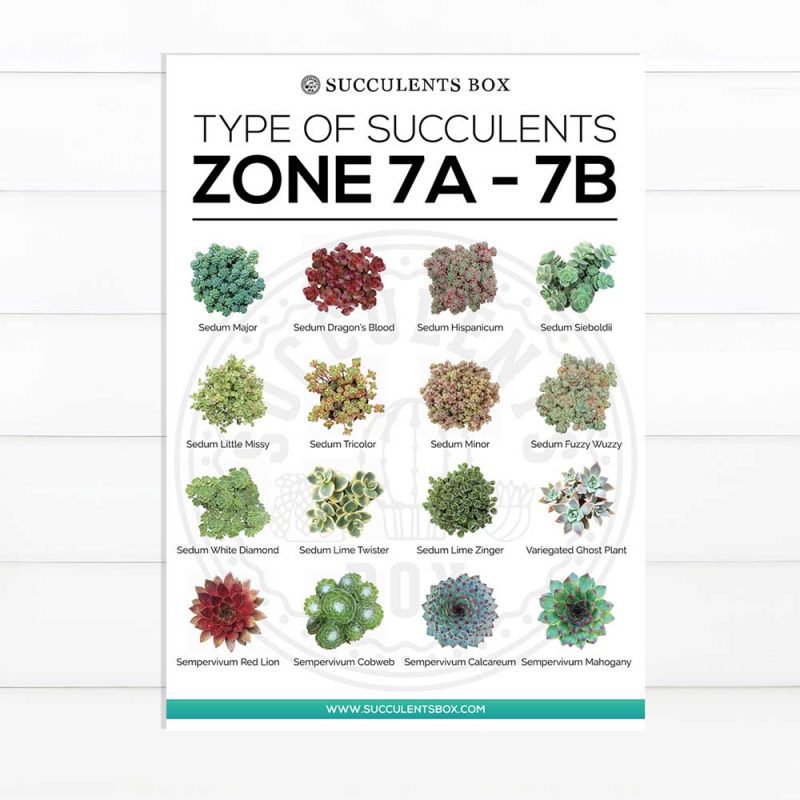 choosing succulent for zone, Succulent designs Zone, Succulents Hardiness Zone, best succulent image, collection of Printable Succulents Art, digital printable succulent, Printable Arts: Types of Succulent Zones for sale, Succulent Printable, succulent printable selection, succulent decor idea, succulent gift, succulent art