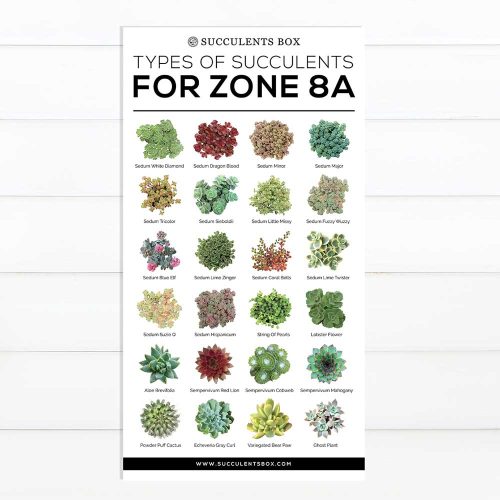 best succulent image, collection of Printable Succulents Art, digital printable succulent, choosing succulent for zone, Succulent designs Zone, Succulents Hardiness Zone, Printable Arts: Types of Succulent Zones for sale, Succulent Printable, succulent printable selection, succulent decor idea, succulent gift, succulent art