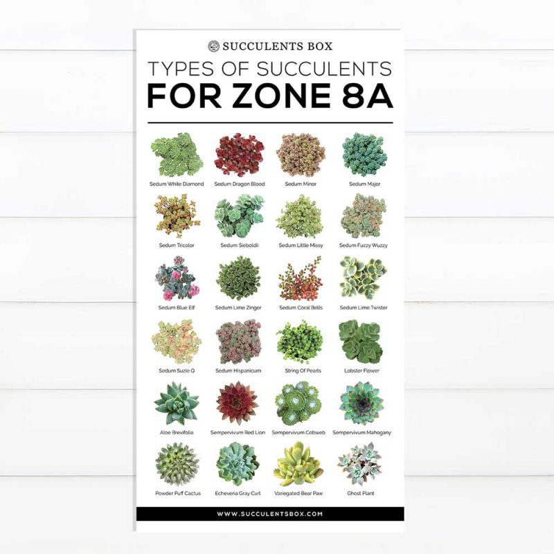 best succulent image, collection of Printable Succulents Art, digital printable succulent, choosing succulent for zone, Succulent designs Zone, Succulents Hardiness Zone, Printable Arts: Types of Succulent Zones for sale, Succulent Printable, succulent printable selection, succulent decor idea, succulent gift, succulent art