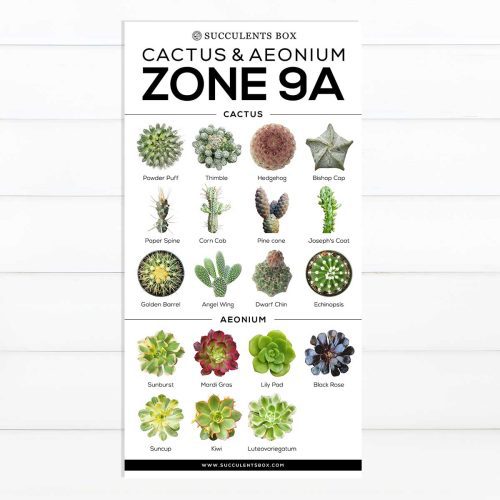 best succulent image, collection of Printable Succulents Art, digital printable succulent, choosing succulent for zone, Succulent designs Zone, Succulents Hardiness Zone, Printable Arts: Types of Succulent Zones for sale, Succulent Printable, succulent printable selection, succulent decor idea, succulent gift, succulent art