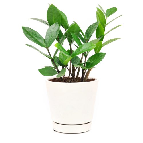 houseplant for indoor air purifying, zz plant care, best houseplants for low light rooms, zamioculcas zamiifolia