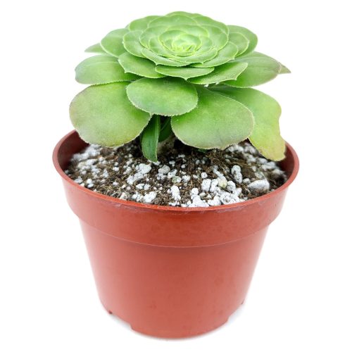 Aeonium Tabuliforme for Sale, dinner plate succulent care, aeonium dinner plate, aeonium dinner plate plant, aeonium tabuliforme care, aeonium tabuliforme variegated, types of succulents, desert cactus, desert plants names, how to water succulents, aeonium, edibal succulents, succulent definition, desert plants, desert flower, succulent meaning, succulents care, how to care for succulents, watering succulents, how to plan succulents, succulents box, gift, decor