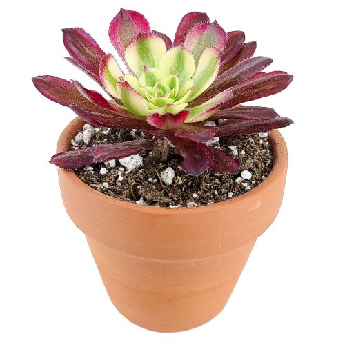 Aeonium Mardi Gras, Succulents, succulent care guide, Succulents shop near me, succulent care, succulents store in CA, succulents garden, succulent plant, monthly succulents, Aeonium Mardi Gras in California, How to grow Aeonium Mardi Gras