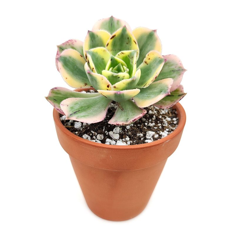 sunburst, aeonium sunburst for sale, succulents shop in California, Succulents shop near me, succulent subscription, how to grow succulents, succulent care guide, succulent care, succulents store in CA, monthly succulents, sunburst in California, How to grow sunburst