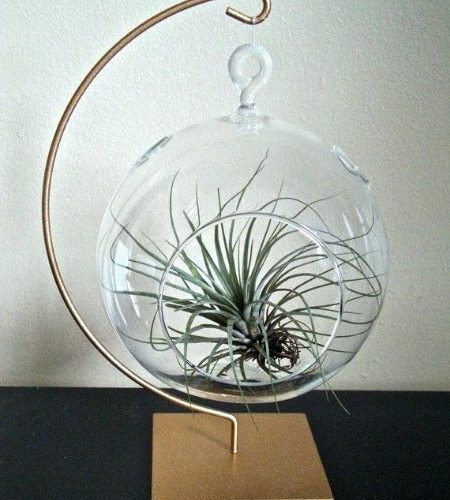 air plant orb hanging glass globe air plant terrarium with gold painted stand hanging glass orb air plant glass sphere plant terrarium air plants in glass orbs for sale