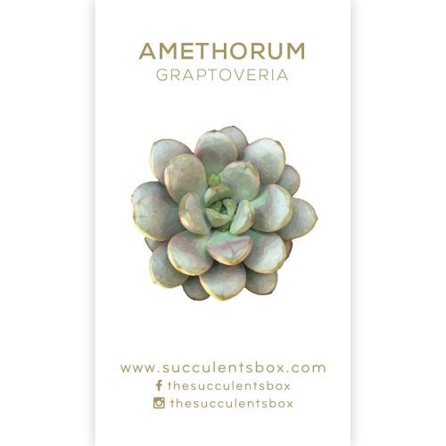 Succulent ID Cards for sale, Airplant ID Cards for sale, Succulent Care Cards, ID Cards for Specific Succulents, Identifying Types of Succulents, Types of Succulent Plants, How to identify Types of succulents, Succulents Gift Ideas, How to care for Types of Succulents