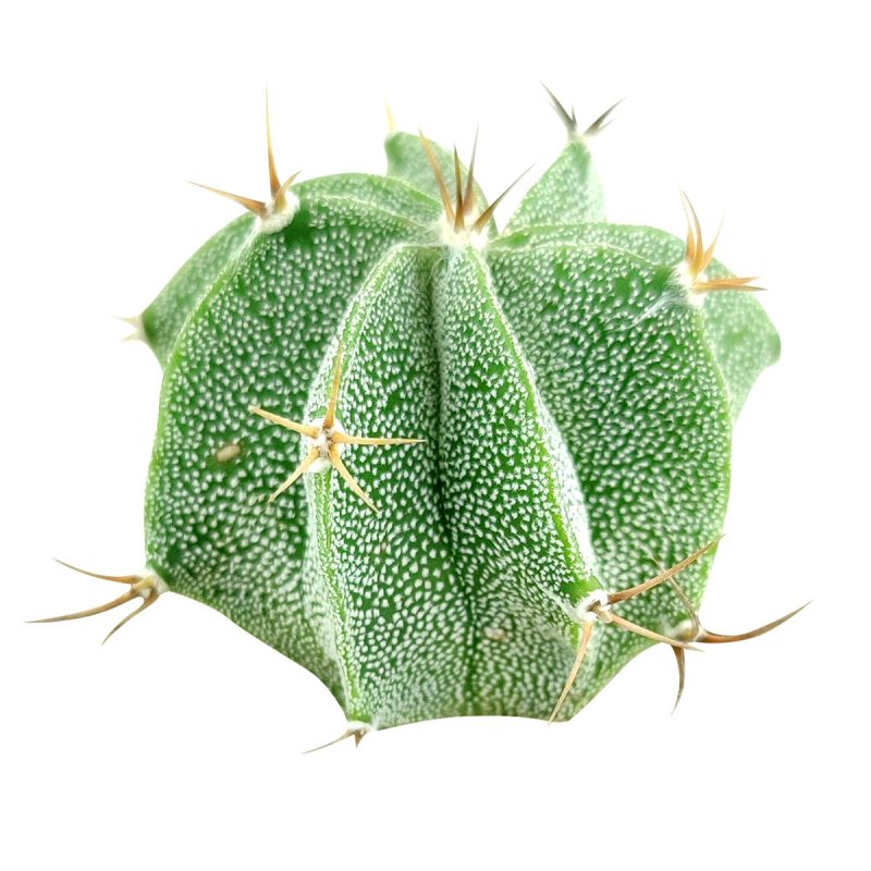 astrophytumornatum starcactus