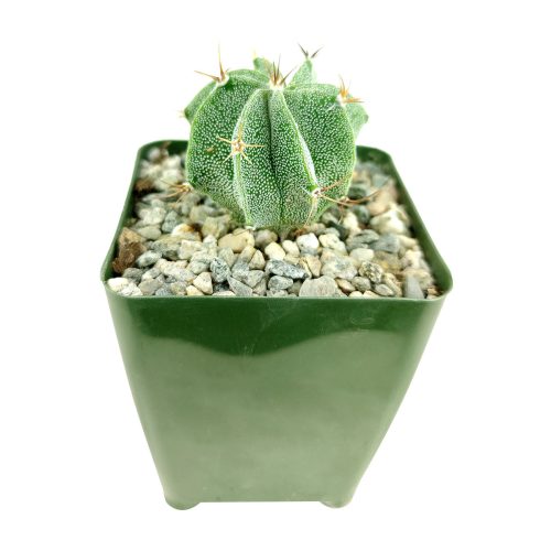 astrophytumornatum starcactus 2