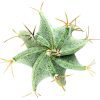 Astrophytum Ornatum Star Cactus for sale, bishop's cap, monk's hood cactus, unique cactus succulent, rare cactus for sale, cactus gift ideas, cactus home garden decoration, cactus, cactus succulent, succulent cactus, cacti, cactus and succulents, succulents box, succulent shop, buy succulents online