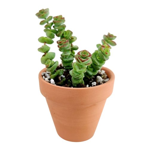 Crassula baby necklace, succulent care, how to grow succulents, succulents shop in California, cactus, succulent care guide, succulent subscription, Rare succulents, Succulents shop near me, Crassula baby necklace in California, How to grow Crassula baby necklace, crassula, crassula plant, crassula succulent, crassula types, crassula varieties, types of crassula, crassula species, crassulas, succulent crassula