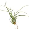 Tillandsia baileyi airplant for sale, Bailey's ball moss for sale, the reflexed airplant for sale, How to care for Baileyi airplant, Airplant home decor, Air plant gift ideas