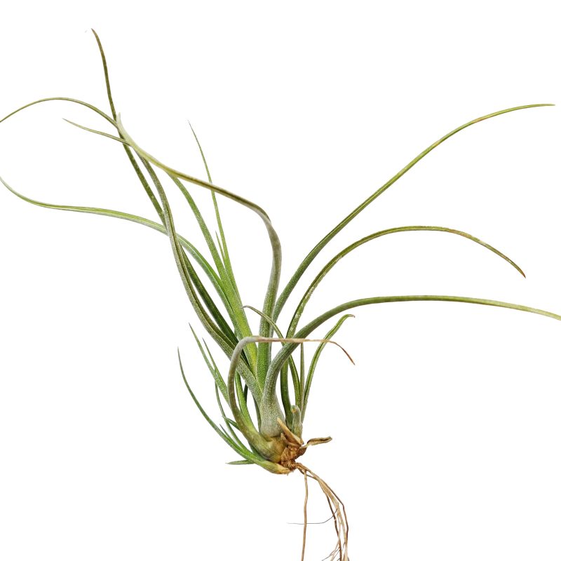 Tillandsia baileyi airplant for sale, Bailey's ball moss for sale, the reflexed airplant for sale, How to care for Baileyi airplant, Airplant home decor, Air plant gift ideas