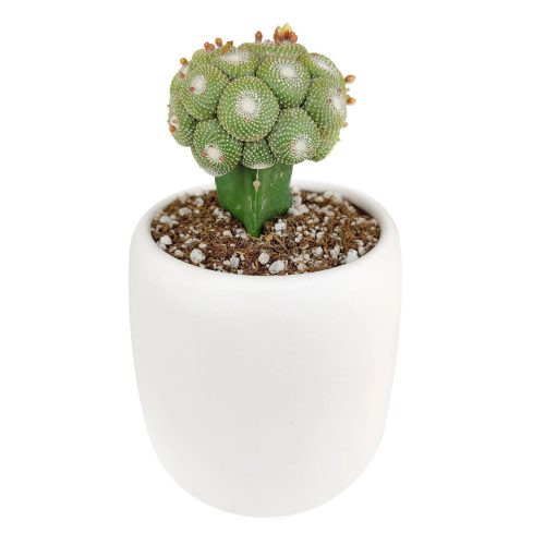 Blossfeldia Cactus for sale, Tips for growing Blossfeldia Cactus plant, Blossfeldia Cactus Care Instruction, Unique shaped Cactus Collection, Succulent Gift Decoration, rare succulents for sale, cactus, cactus succulent, succulent cactus, cacti, cactus and succulents, succulents box, succulent shop, buy succulents online