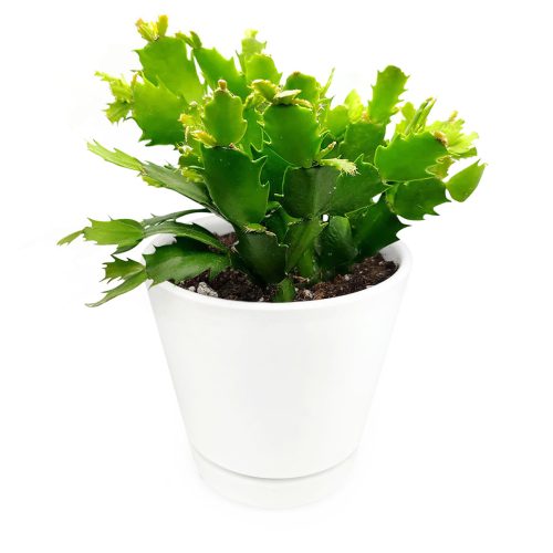 cactus in 6 inch white ceramic pot for sale, succulent shop in CA, succulent and catus for sale