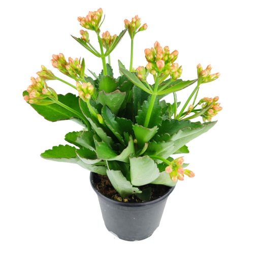 kalanchoe blossfeldiana calandiva orange flowers, calandiva plant indoor, plant gift ideas, orange flowers/ orange blossoms, plant with orange flower, flowering succulent plants/ flowering plant, houseplant decor/ succulent table decor