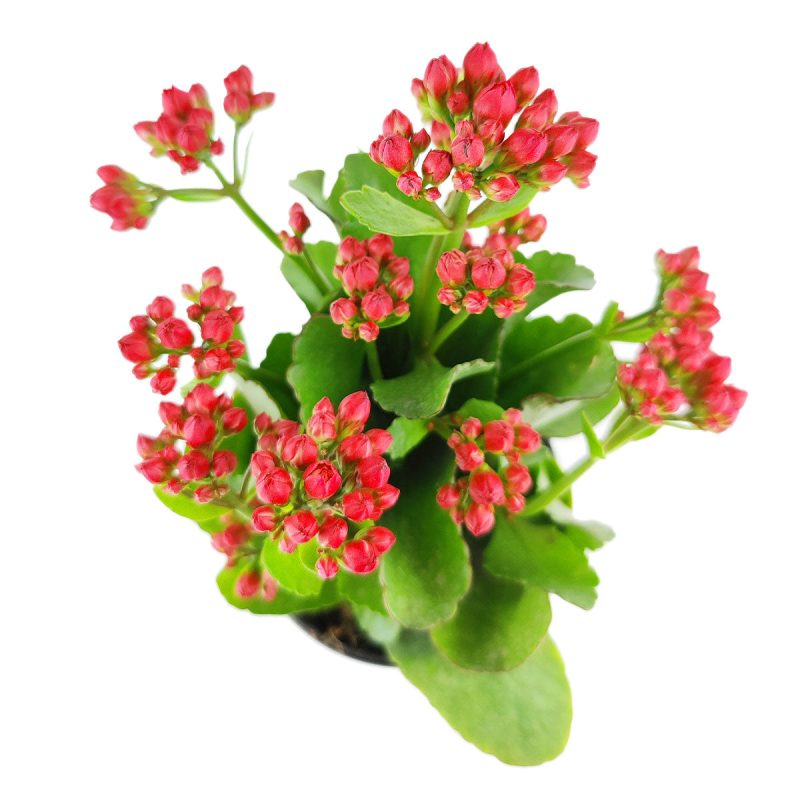 calandiva red, calandiva red flowers, kalanchoe calandiva red, red calandiva kalanchoe plant, redcalandiva, calandiva red care, red calandiva plant, calandiva care, kalanchoe care, calandiva redfor sale, calandiva near me, kalachoe calandiva near me, succulents, best succulent gift, best indoor plants, types of houseplants, low light houseplants, easy to grow houseplants