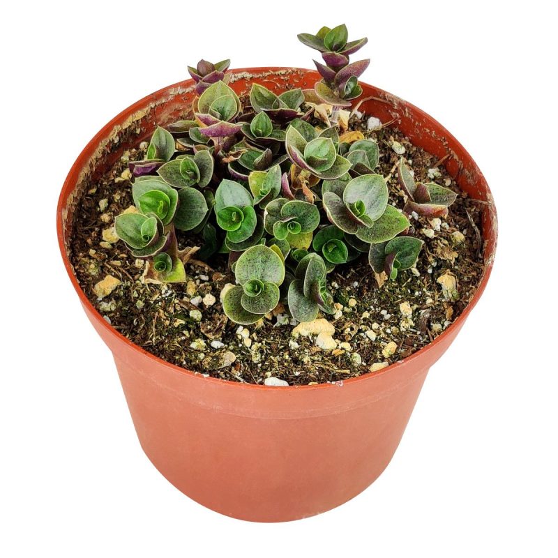 Callisia Repens Creeping Inch Plant, Turle Vine, Bolivian Jew, Succulents for sale, Best Indoor Plant, Creeping Basketplant, Succulent gift ideas, Succulent home decor