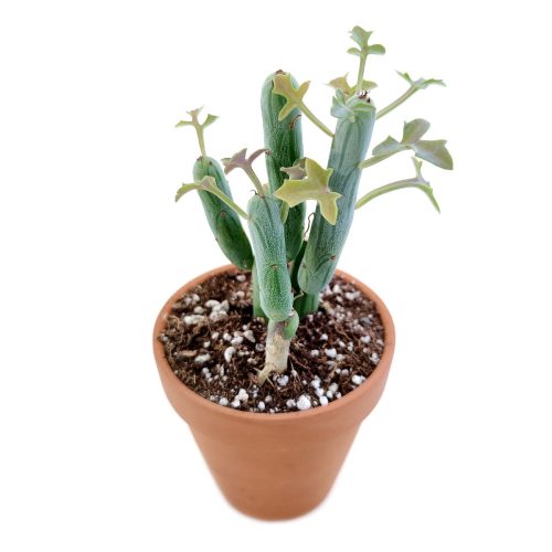 Senecio articulatus, succulent plant, Rare succulents, succulent care, monthly succulents, succulents shop in California, succulent care tips, succulent subscription, succulents store in CA, Senecio articulatus in California, How to grow Senecio articulatus