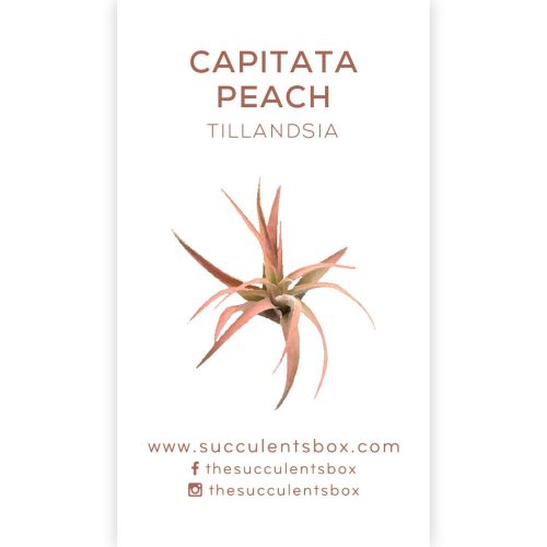 Succulent ID Cards for sale, Airplant ID Cards for sale, Succulent Care Cards, ID Cards for Specific Succulents, Identifying Types of Succulents, Types of Succulent Plants, How to identify Types of succulents, Succulents Gift Ideas, How to care for Types of Succulents