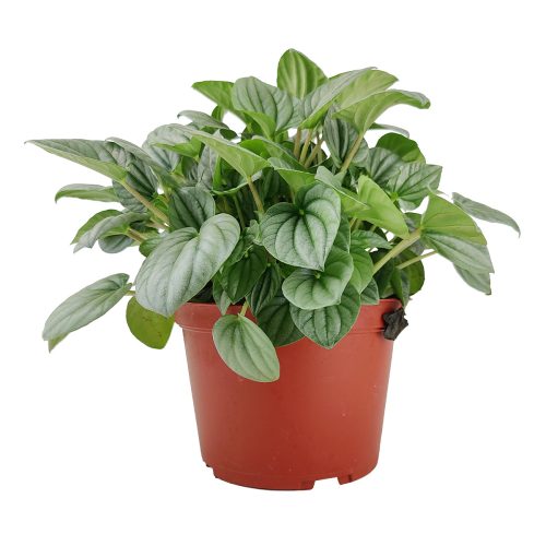 Peperomia caperata Frost, stunning unique foliage houseplant, silver green foliage plant, compact plant for small spaces and table tops, easy care medium to bright light houseplant, large Peperomia Frost for sale