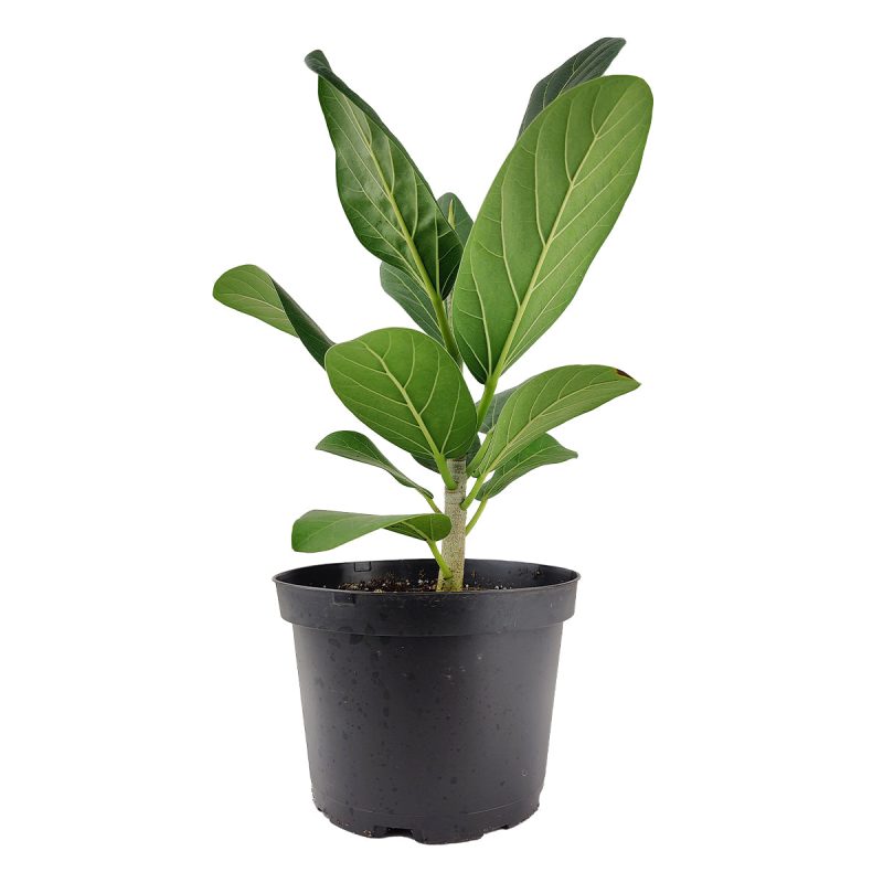 Ficus Audrey, Fiddle Leaf Fig, air-purifying houseplant, medium to bright light houseplant, houseplants for homes and offices, buy Ficus Audrey online, indoor houseplant