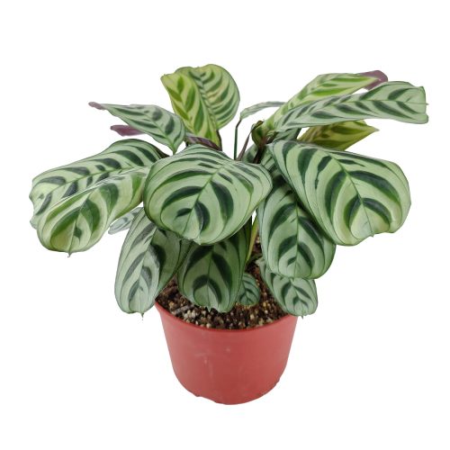 Calathea Burle Marx, Calathea burlemarmii , Burle Marx, how to care for Calathea Burle Marx, easy to care houseplant